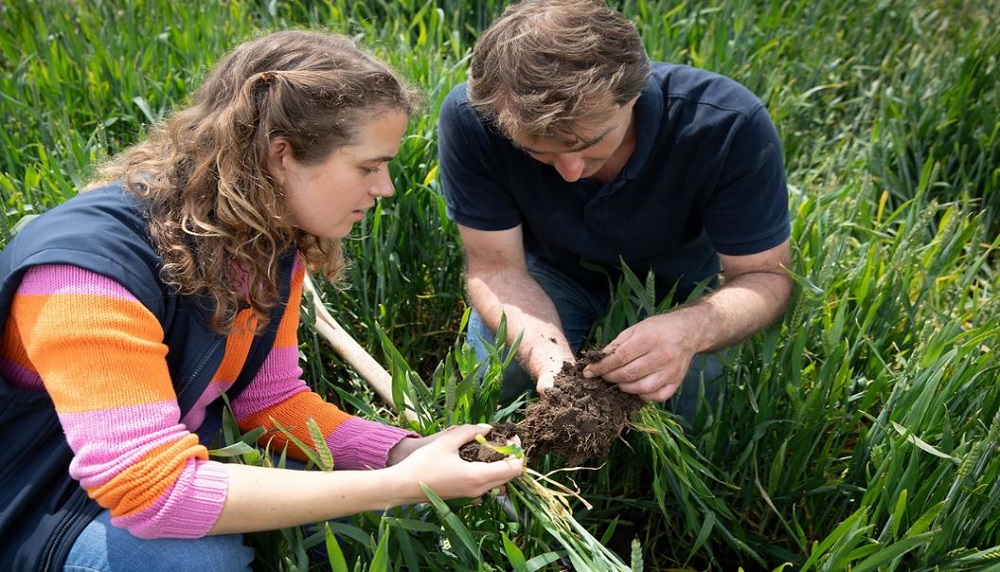 Two people inspect rooting of wheat plants in a field 